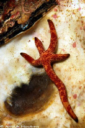 Lopsided seastar. Yala Rock, Weligama, Sri Lanka. by Anouk Houben 